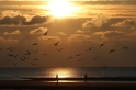 Bord de mer couché de soleil avec mouettes